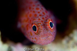 What's up? by Stan Flachs 